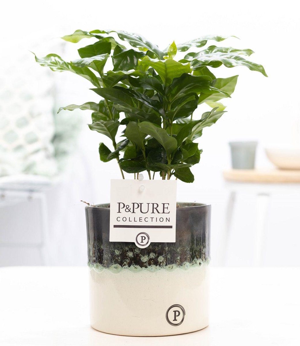 Coffea Arabica In P&PURE Illusion Cer. - Ø12cm - 20cm