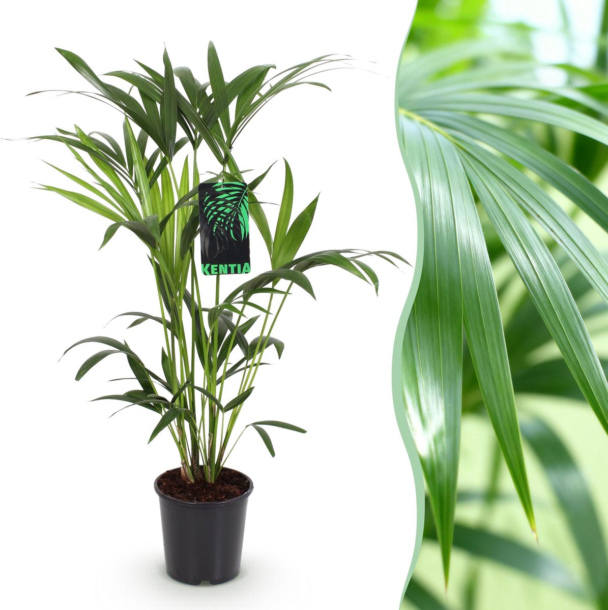 Kamerplant - Howea Forsteriana - Kentia Palm - Weinig Onderhoud - Groen - 1 plant - Pot 19cm - Hoogte 80-85cm