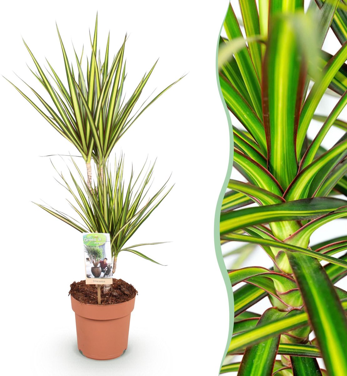Green is... Kamerplanten - Dracaena Sunray - Drakenbloedboom - Weinig onderhoud - Groen - 1 Plant - Pot 17cm - Hoogte 70-75cm