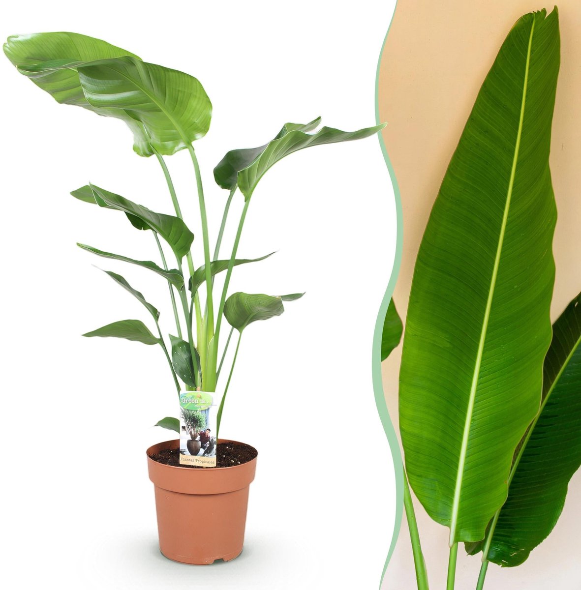 Green is... Kamerplanten - Stelitzia Nicolai - Paradijsvogelbloem - Weinig onderhoud - Groen - 1 Plant - Pot 21cm - Hoogte 110-120cm