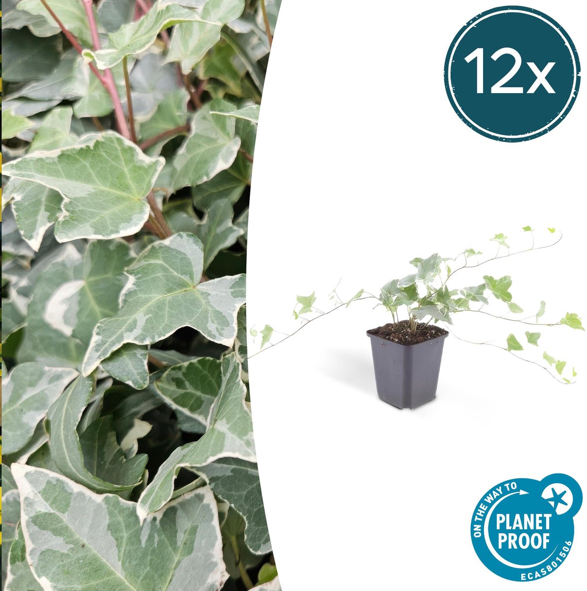 12x Hedera helix 'Glacier' - 10-25cm - Ø9cm