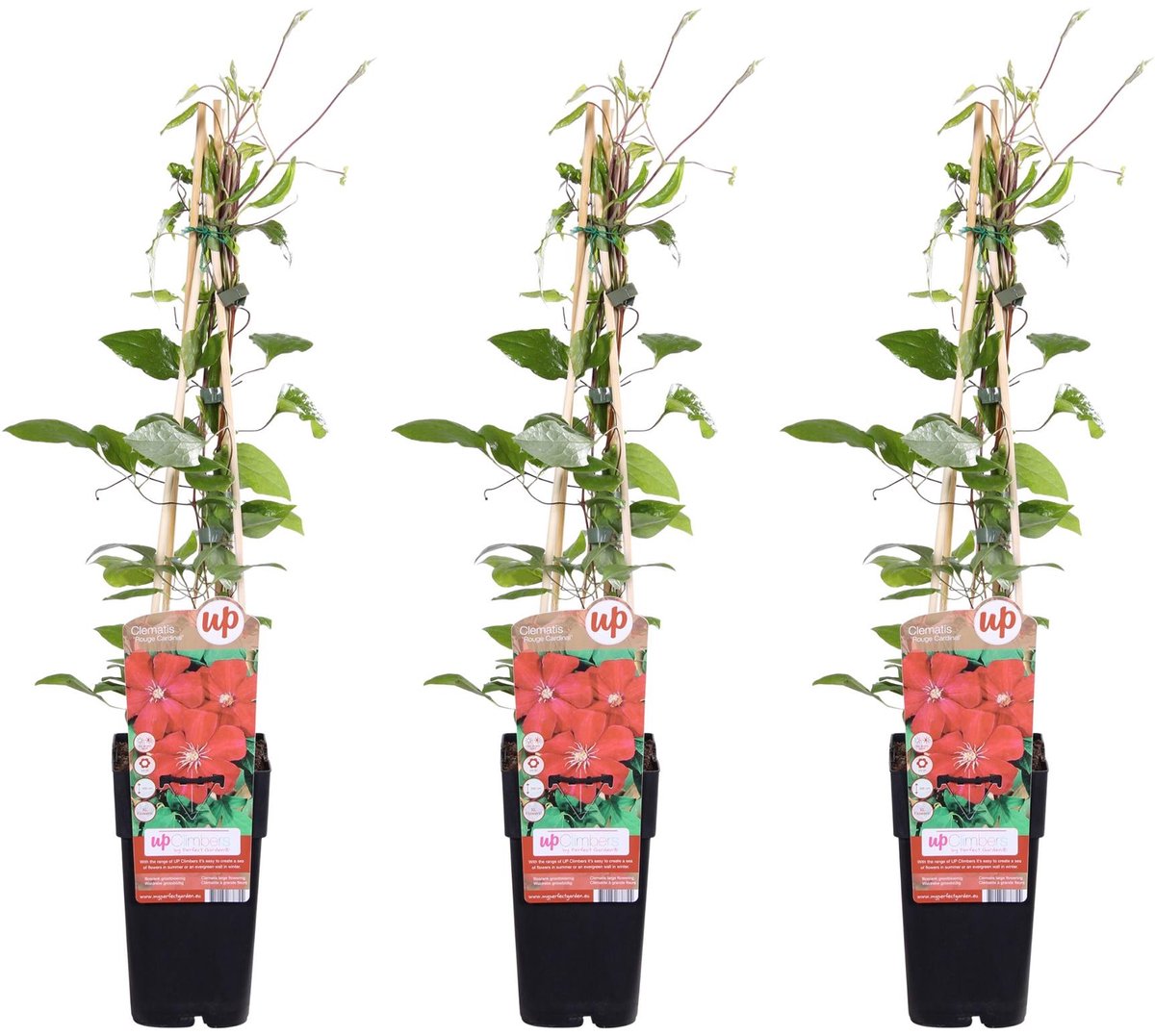 3x - Clematis Rouge Cardinal - ↨65cm - Ø15
