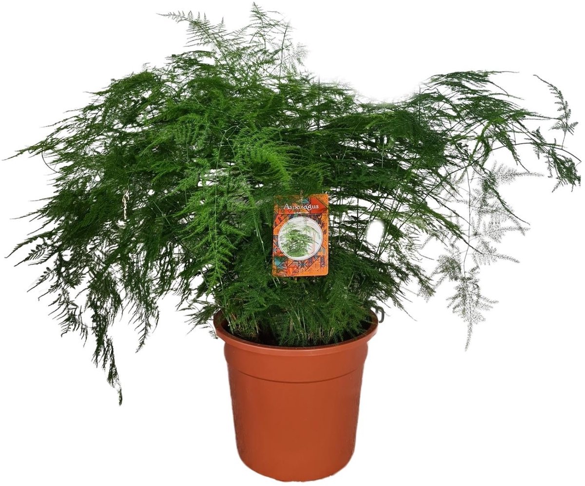 Asparagus Setaceus - Ø27cm - 70cm