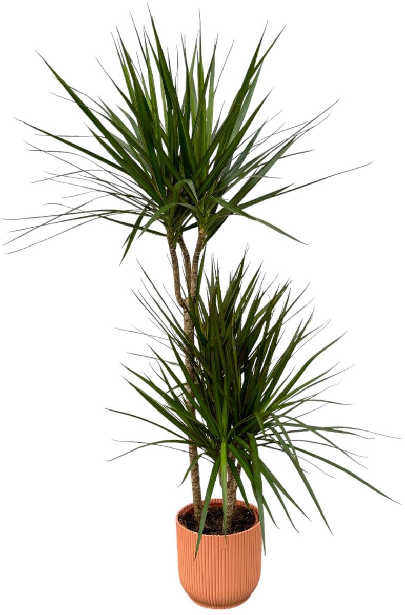 Dracaena Marginata - ↨120cm - Ø21cm inclusief elho Vibes Fold Round roze D22xH20