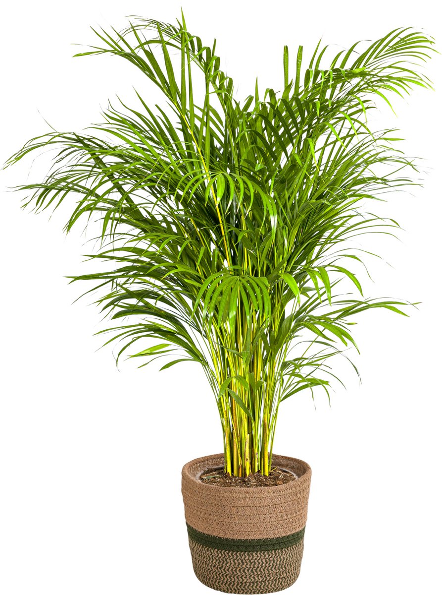Dypsis Areca Lutescens met mand Ø24cm - 120 - 140cm
