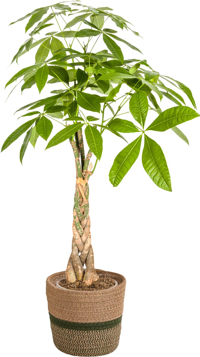 Pachira Aquatica met mand Ø21cm - 90 - 110cm