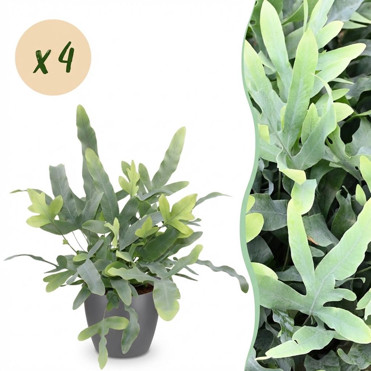 Kamerplant - Phlebodium aureum Blue Star - Blauwe Varen - Huisdiervriendelijke Plant - Blauw - 4 Planten - met Potter Grijs - Pot 12cm - Hoogte 25cm