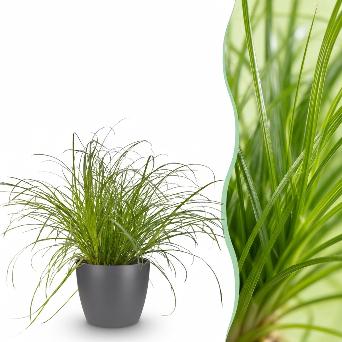 Kamerplant - Cyperus alternifolius Zumula - Kattengras - Huisdiervriendelijke Plant - Groen - 1 Plant - met Potter Grijs - Pot 12cm - Hoogte 20cm