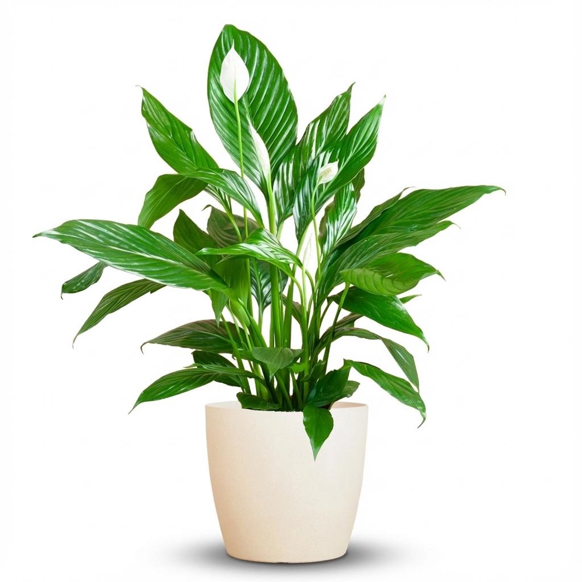 Spathiphyllum met Potter wit - 80cm - Ø21