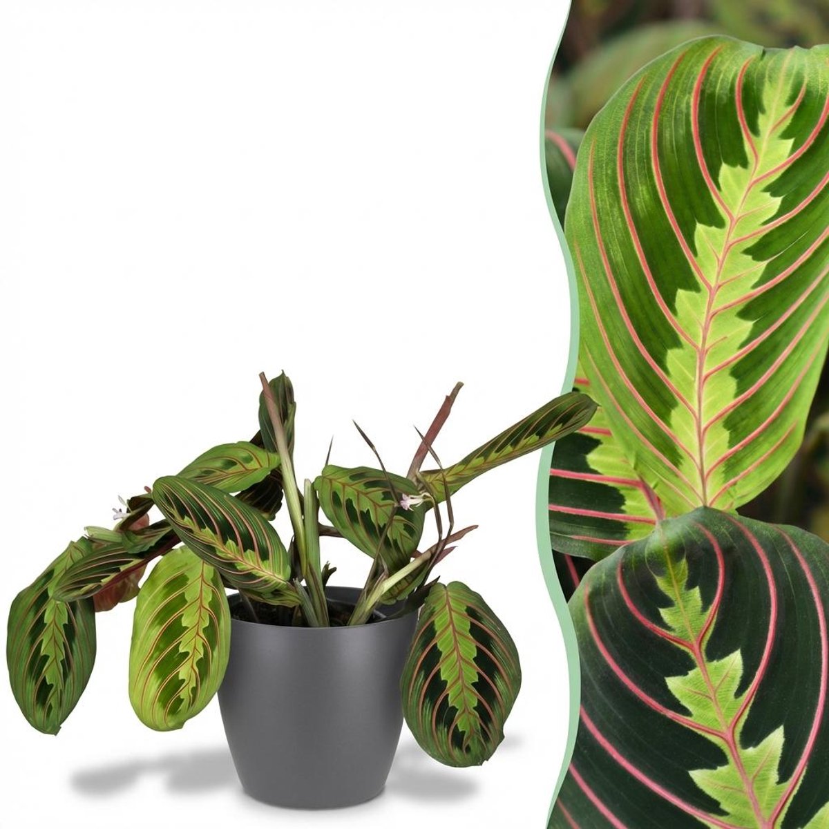 Kamerplant - Maranta Fascinator Tricolour - Gebedsplant - Huisdiervriendelijke Plant - Groen - 1 Plant - met Potter Grijs - Pot 12cm - Hoogte 25cm