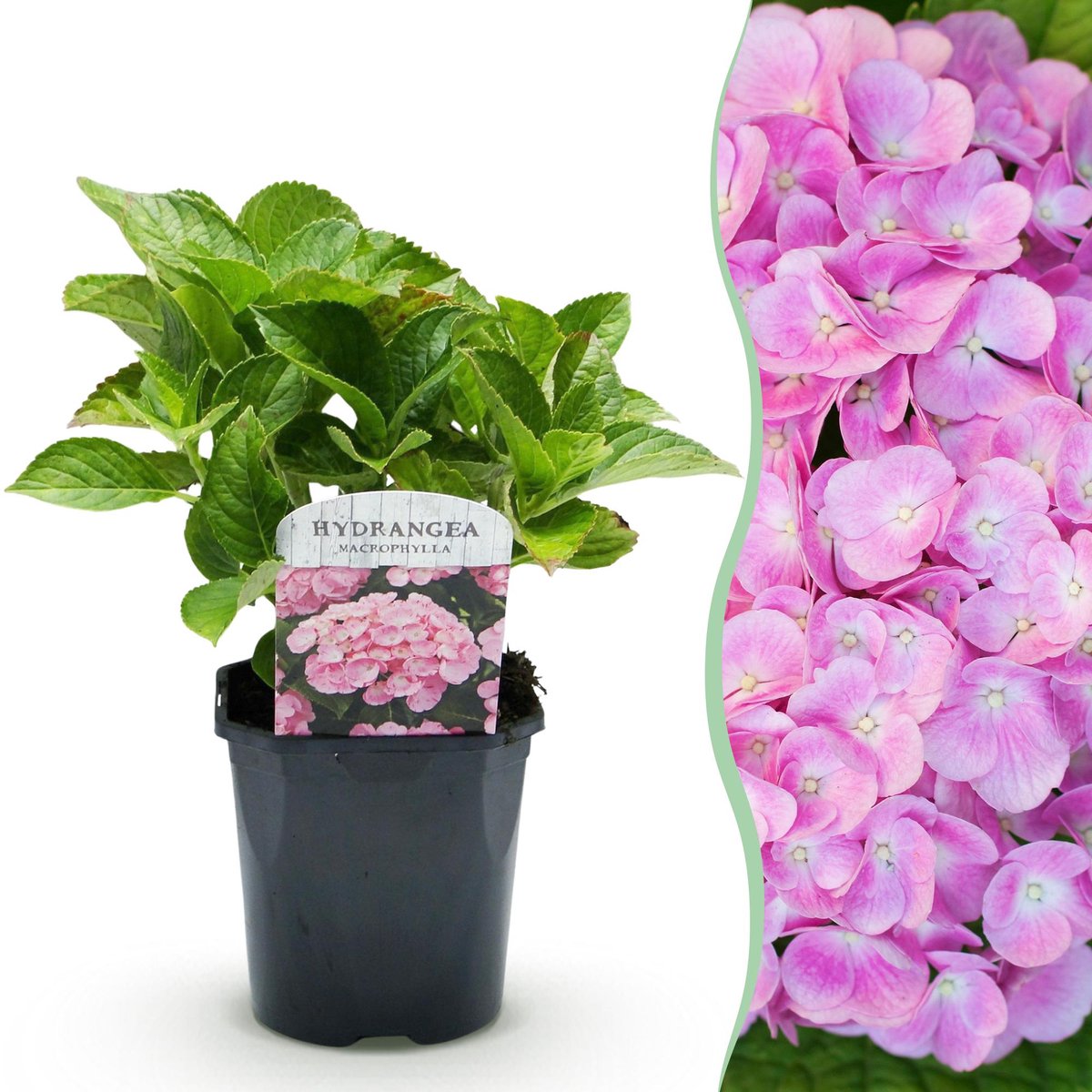 Hortensia - Hydrangea macrophylla Pink - Bloem Roze - 1 Plant - Bladverliezend - Weinig Onderhoud - Pot 17cm Hoogte 30cm