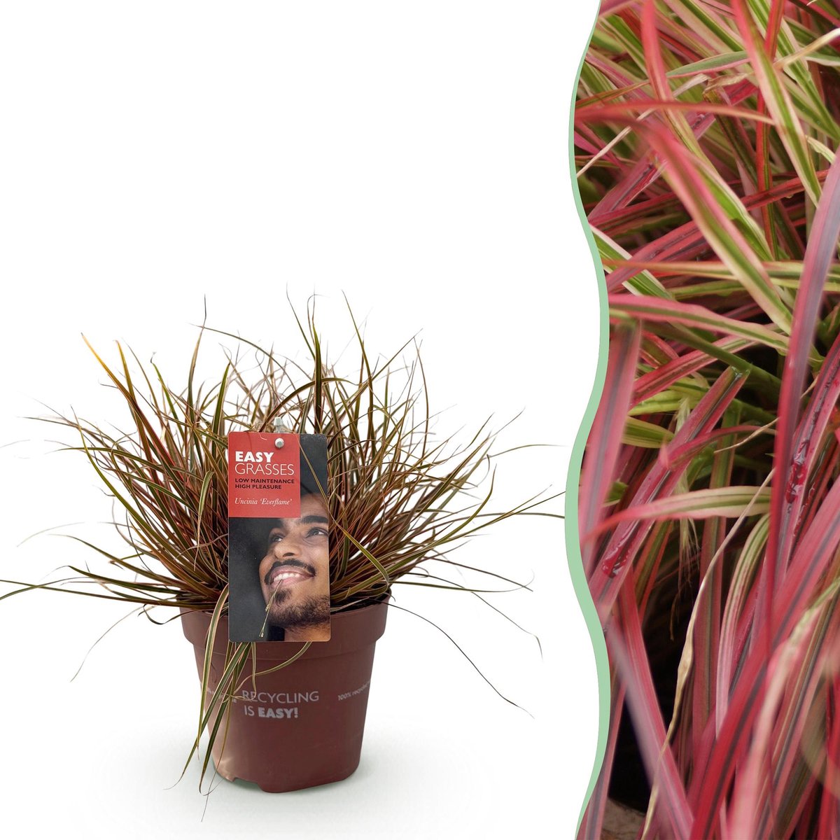 Siergrassen - Uncinia rubra Everflame - Rood - 1 Plant - Groenblijvend - Winterhard - Pot 17cm Hoogte 50cm