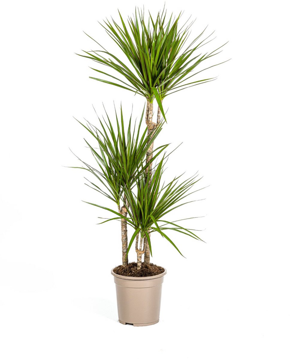 Dracaena Marginata Green Ø21cm - 110 - 130cm