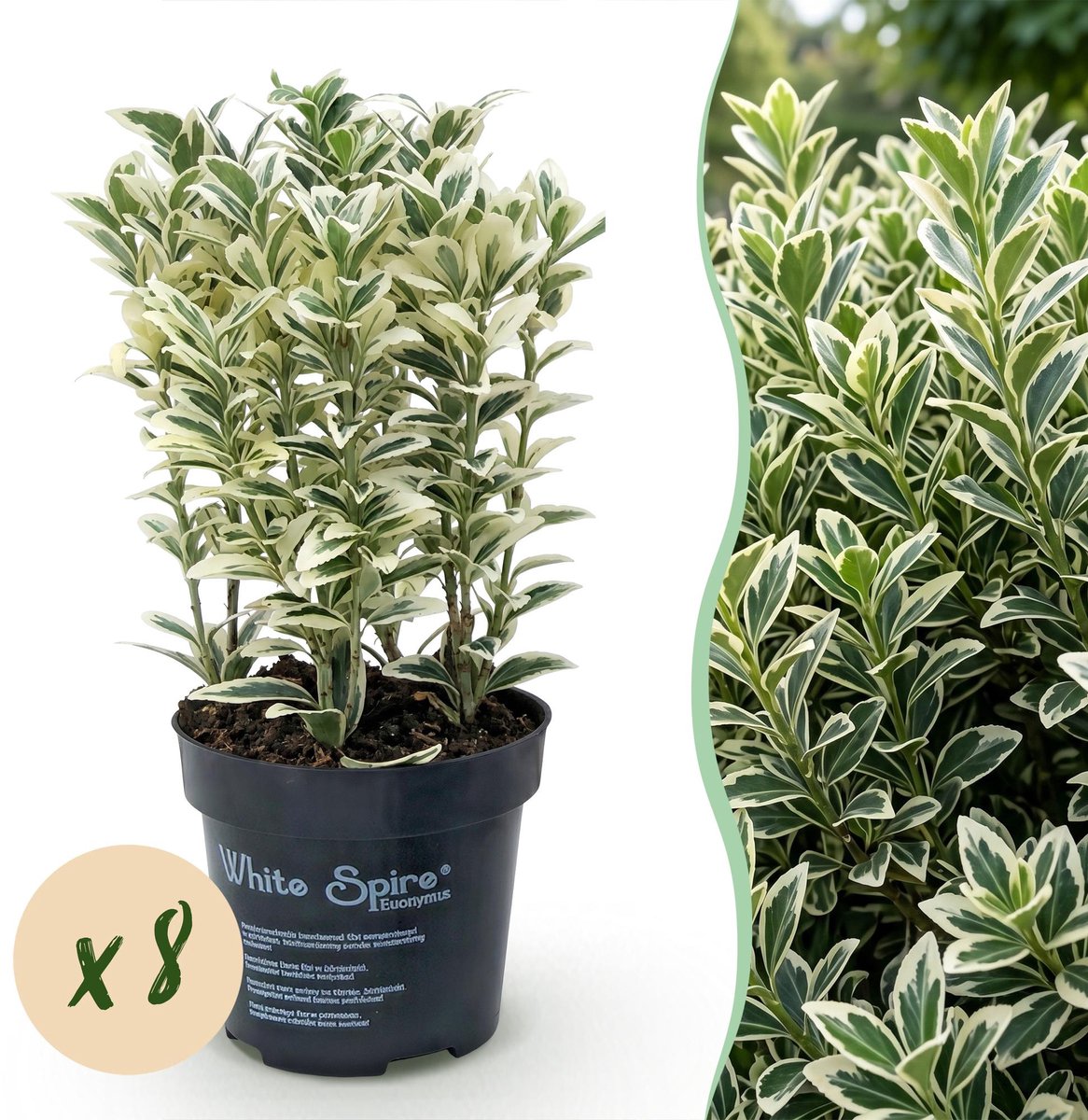 8x Euonymus japonicus White Spire - Kardinaalsmuts - Haagplanten - Groenblijvend - Wit - Groen - Pot 9cm - Hoogte 20-30cm