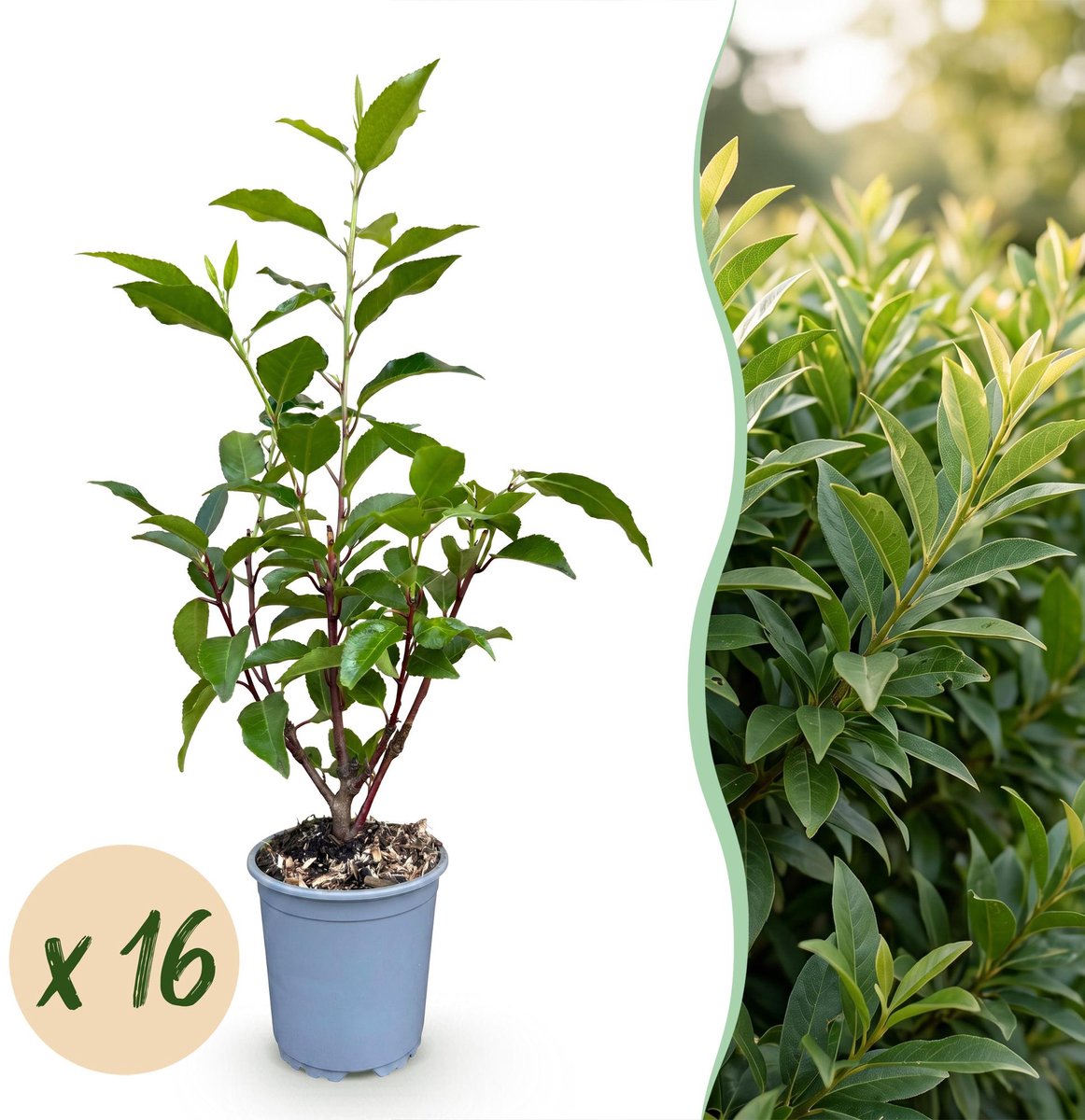16x Prunus lusitanica Angustifolia - Portugese Laurier - Haagplanten - Groenblijvend - Groen - Pot 9cm - Hoogte 25-35cm