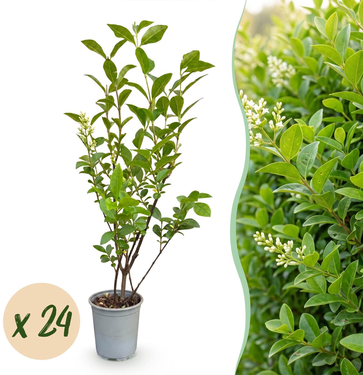 24x Ligustrum ovalifolium - Gewone Liguster - Haagplanten - Groenblijvend - Groen - Pot 9cm - Hoogte 35-45cm