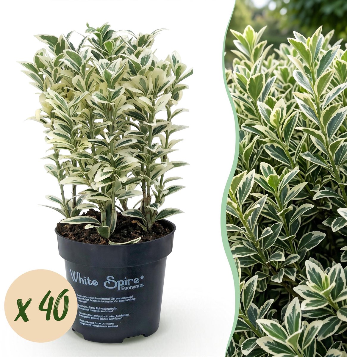40x Euonymus japonicus White Spire - Kardinaalsmuts - Haagplanten - Groenblijvend - Wit - Groen - Pot 9cm - Hoogte 20-30cm