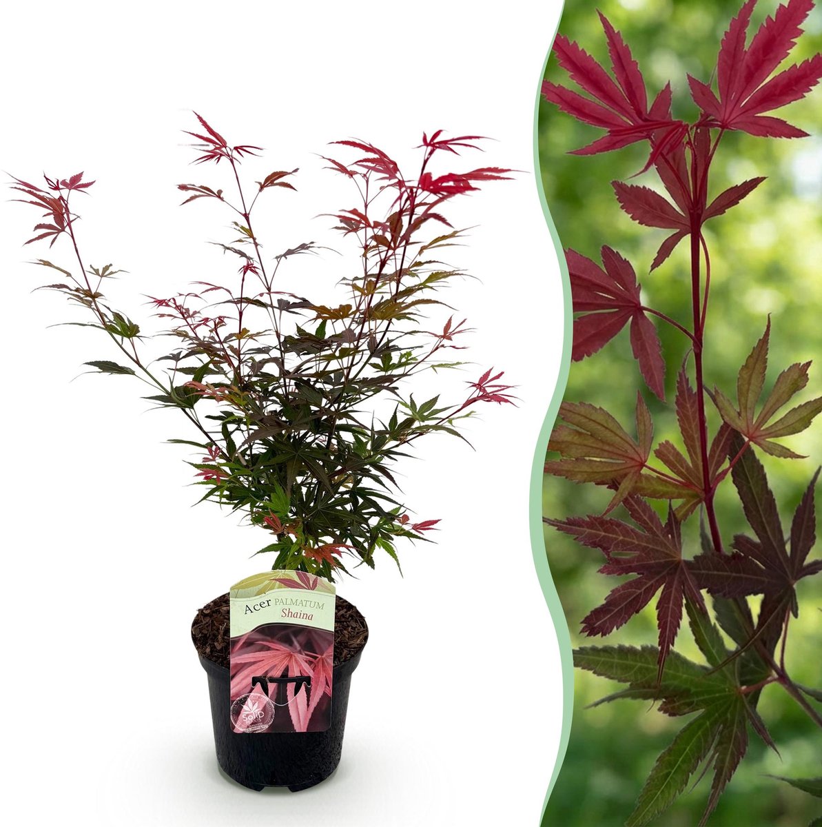 Terrasplant - Japanse Esdoorn - Acer palmatum Shaina - Rood - 1 Plant - Bladverliezend - Pot 19cm Hoogte 70cm