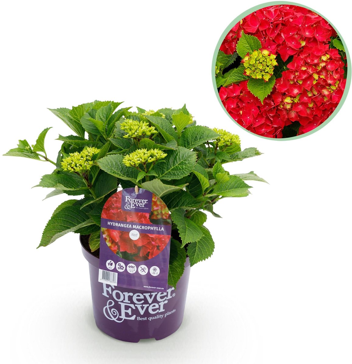 Terrasplant - Hortensia - Hydrangea Forever & Ever - Rood - 7-12 Bloemen - Pot 23cm Hoogte 55cm