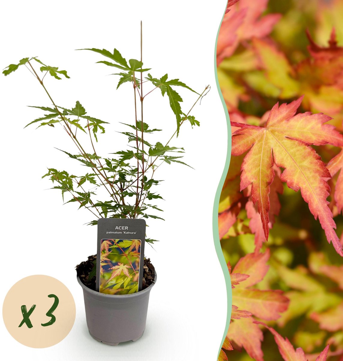 Tuinplant - Acer palmatum Sangokaku - Groen - 3 Planten - Bladverliezend - Weing Onderhoud - Pot 12cm Hoogte 35cm
