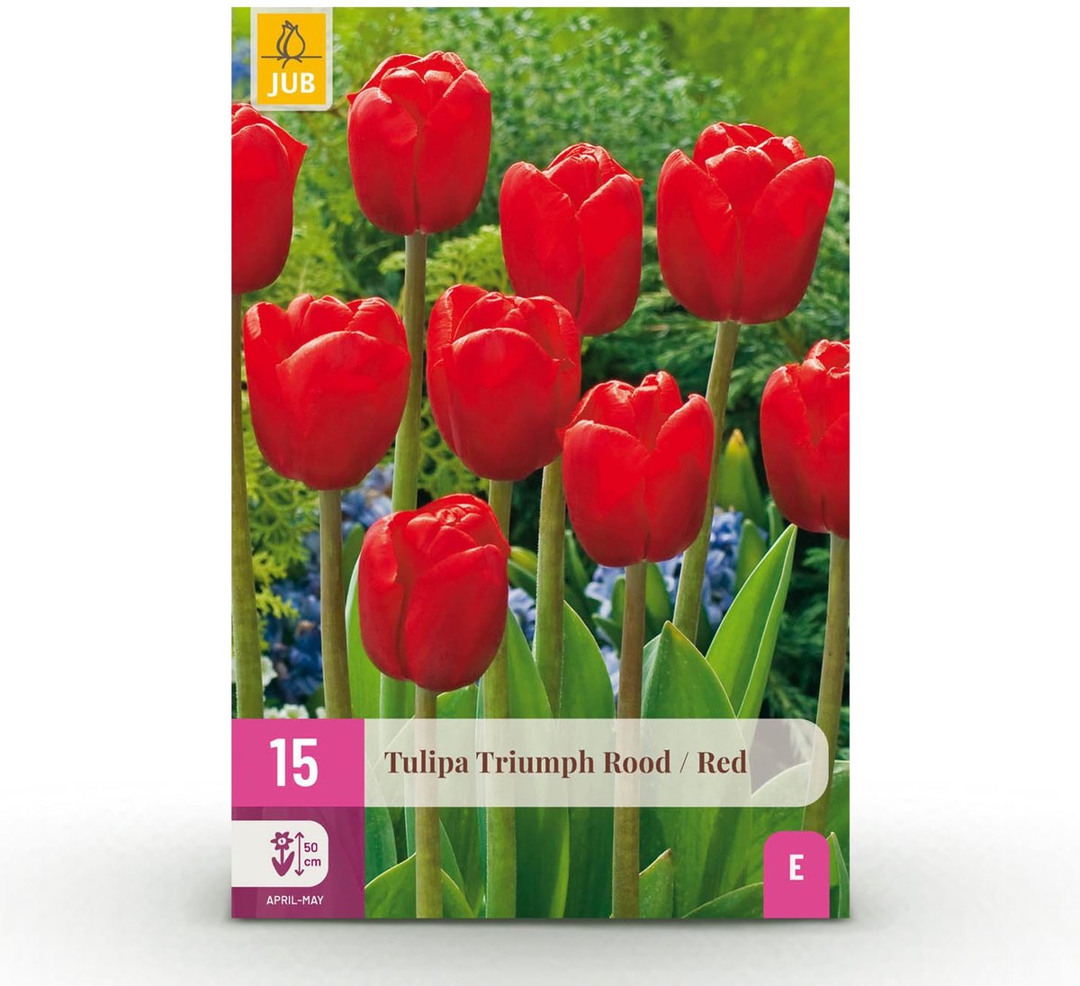 Bloembollen - Tulp Triumph Red - Kleur Rood - 15 stuks - Bolmaat 11/12 - XXL Pack