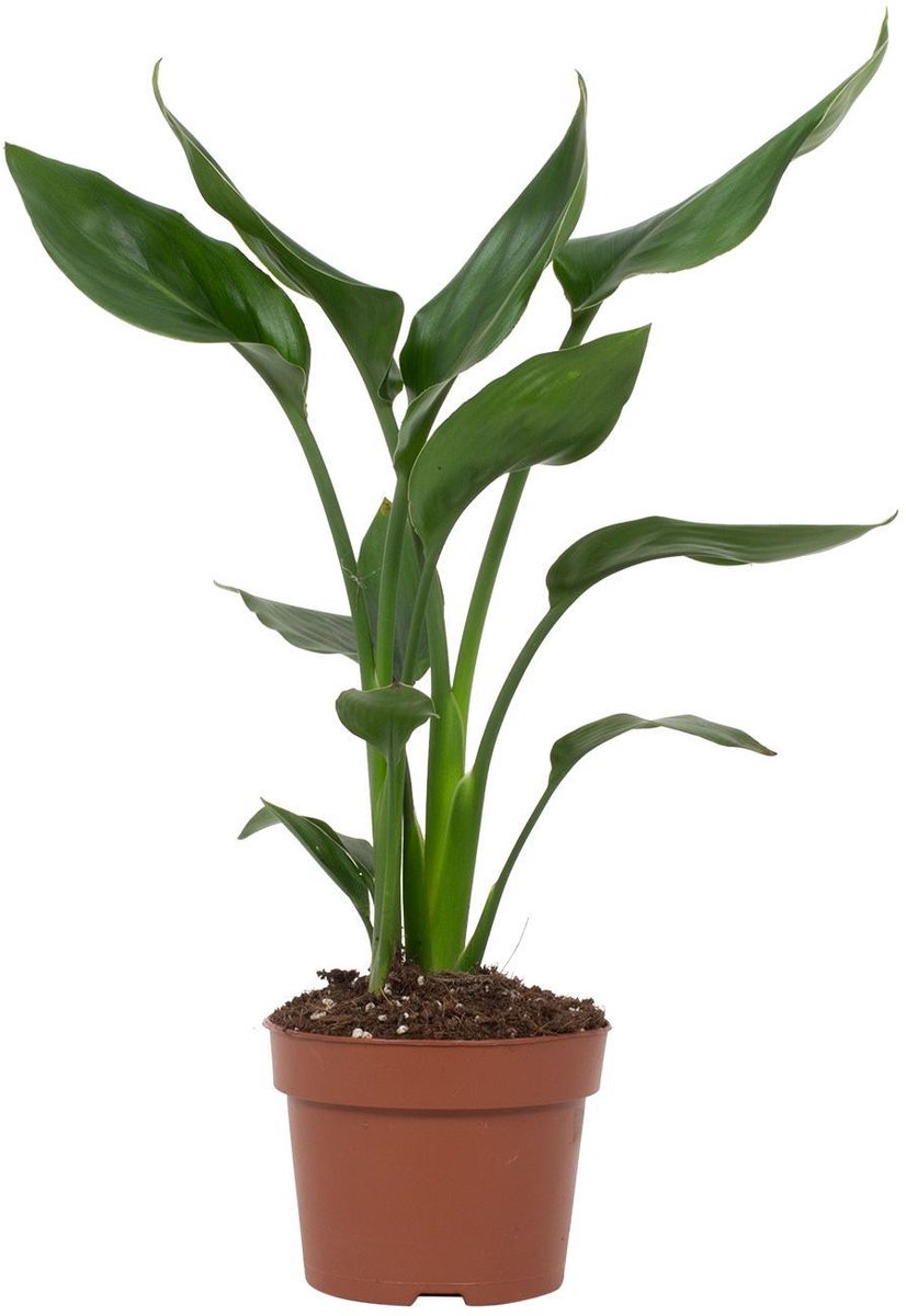 Strelitzia Reginae - Ø12cm - 35cm