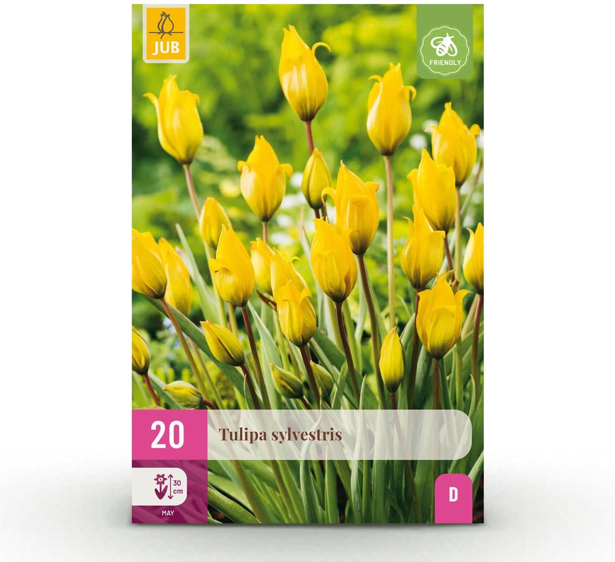 Bloembollen - Tulp Sylvestris - Kleur Geel - 20 stuks - Bolmaat 5/6 - XXL Pack