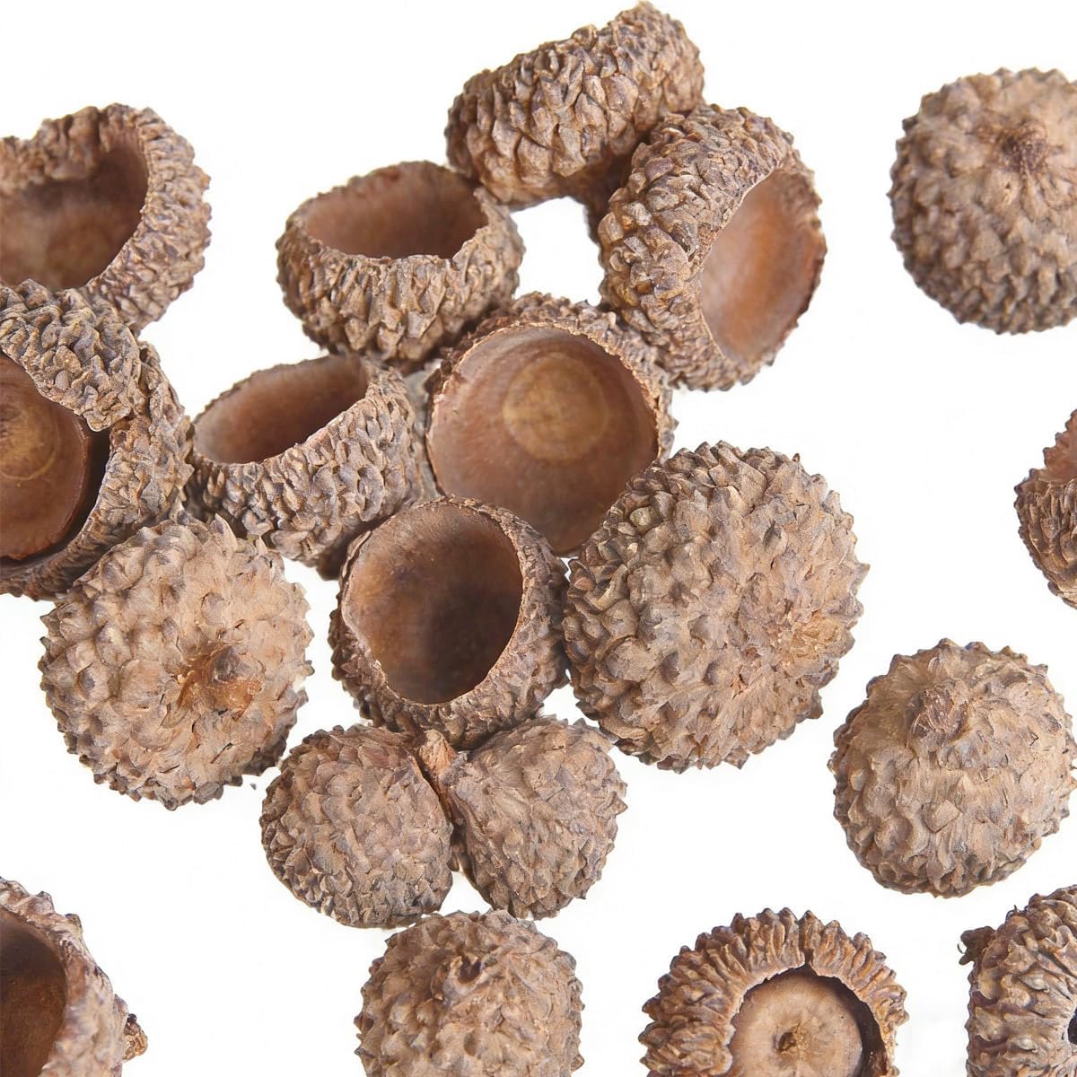 Set van 50 natuurlijke eikels hoeden petten droge eikels voor handgemaakte decoratie DIY Main Party Bruiloft Decor Thanksgiving Kerstmis Festival