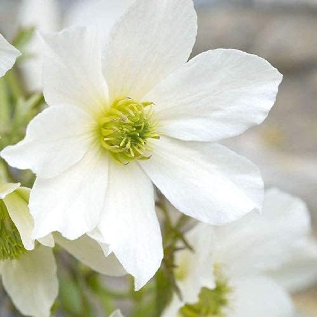 3 x Clematis Early Sensation (Groenblijvende klimplant) - 3 x Klimplanten, Groenblijvend, Meerjarig en Winterhard | 3 kopen/2 betalen - Wit | 3 x 1,5 liter pot