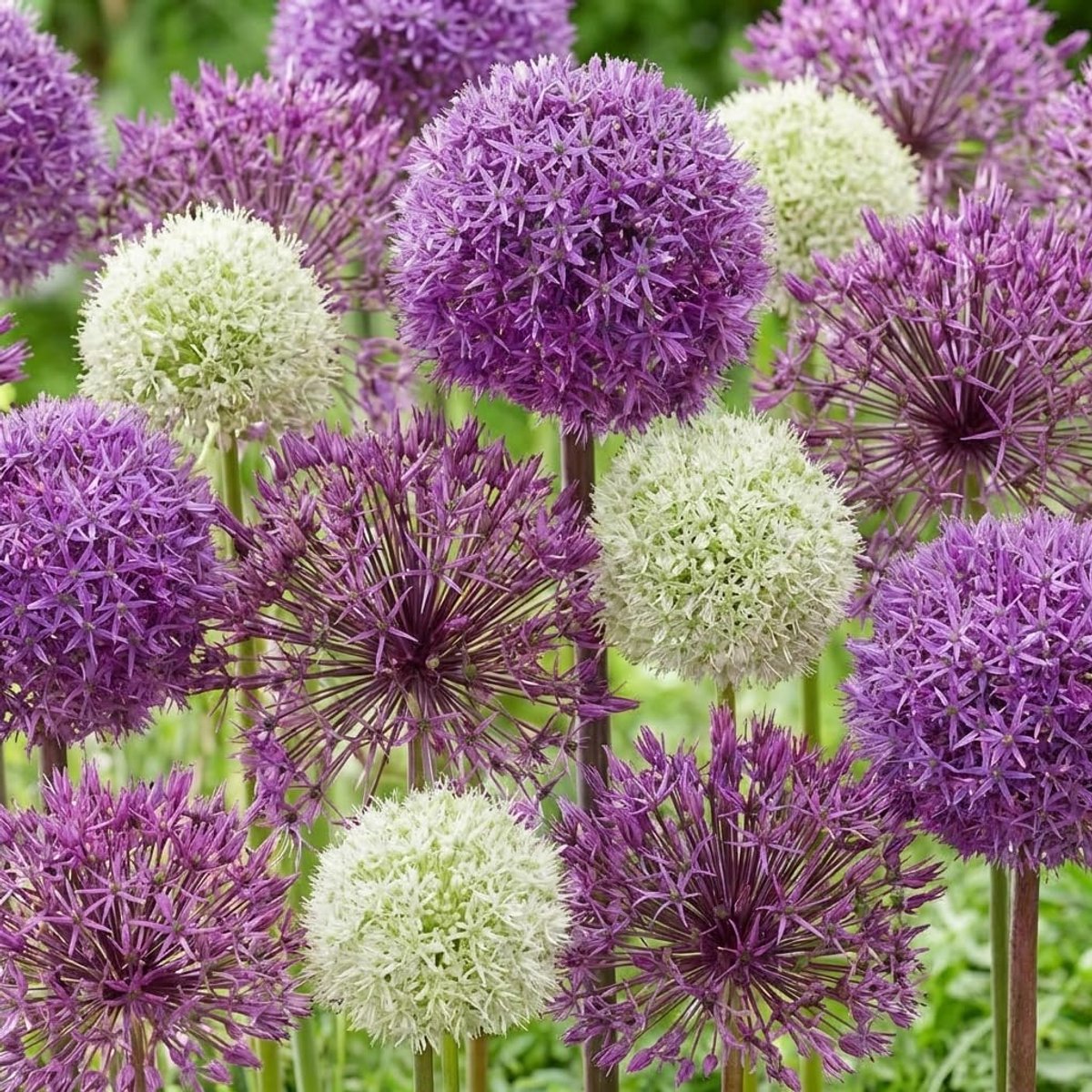 Fantasia Budget Collectie (15 bollen), Reusachtige Sieruienset, Meerjarig, winterharde geurende bloembollen uit Nederland voor in de tuin, pot (grote knollen, geen zaad, niet kunstmatig)