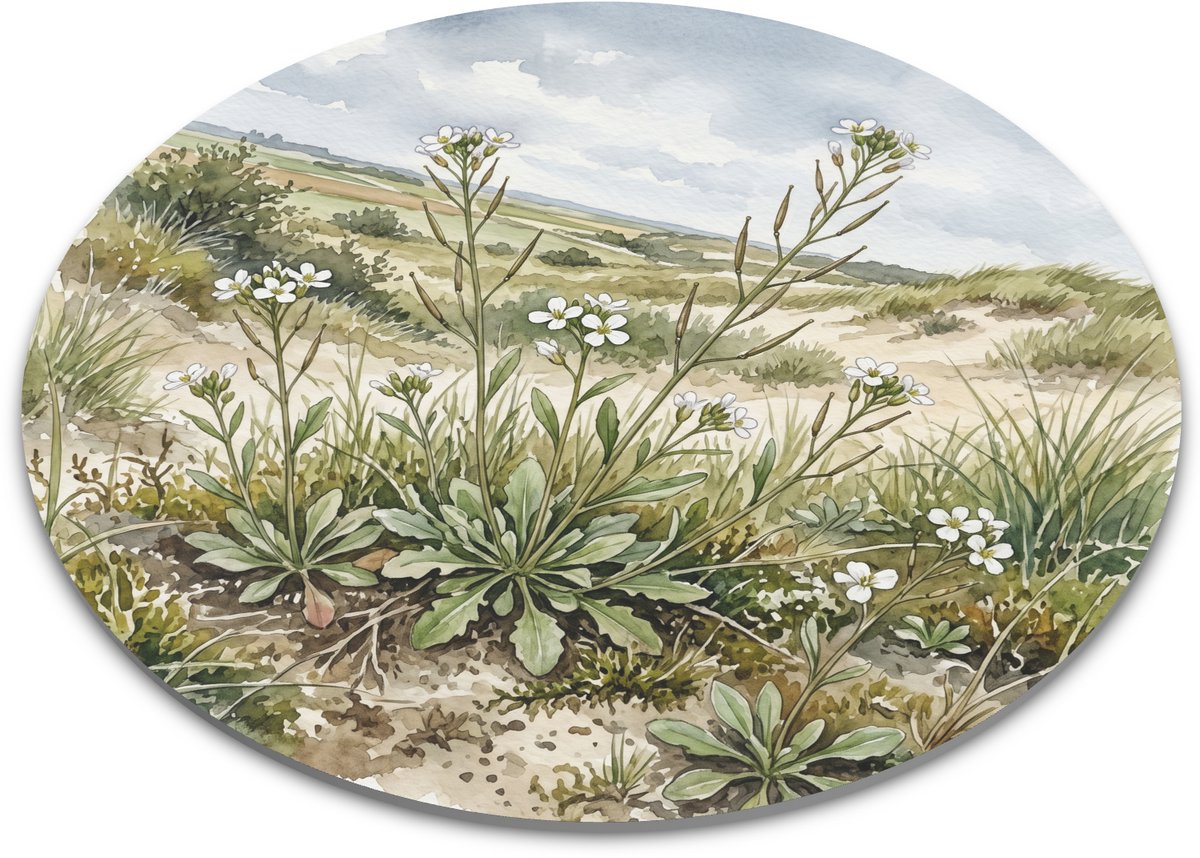 Ronde muismat zandraket in duinen - botanische aquarel met witte bloemetjes, rozetbladeren, zandpad en kustlandschap voor bureau of planten cadeau