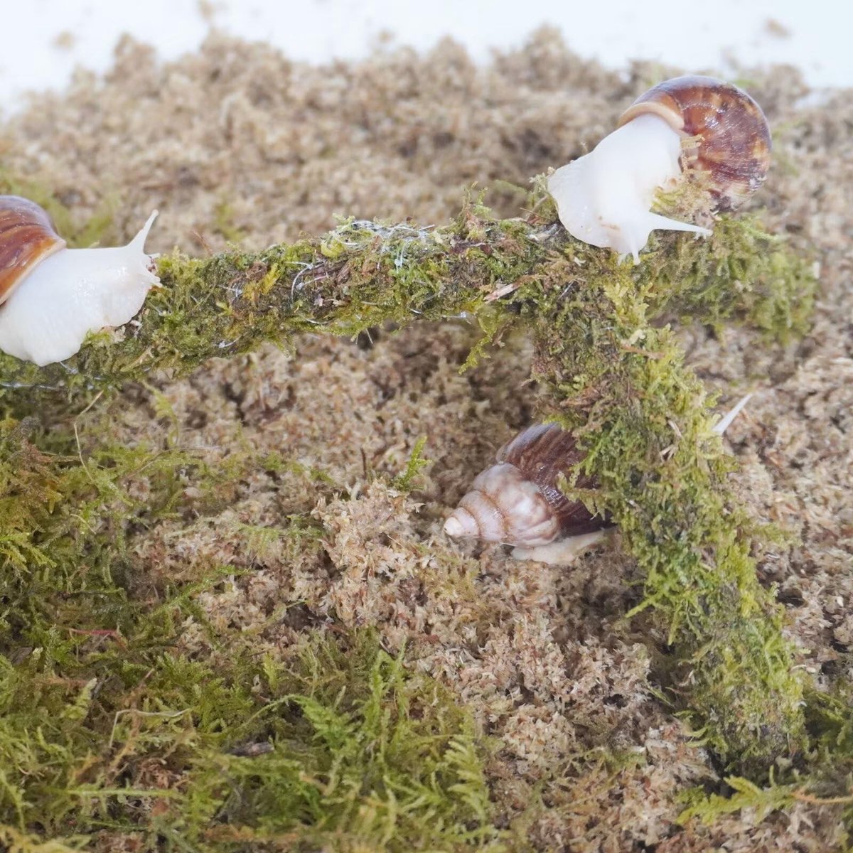 Solidchoice - 3-delige Slakkenterrarium Accessoireset