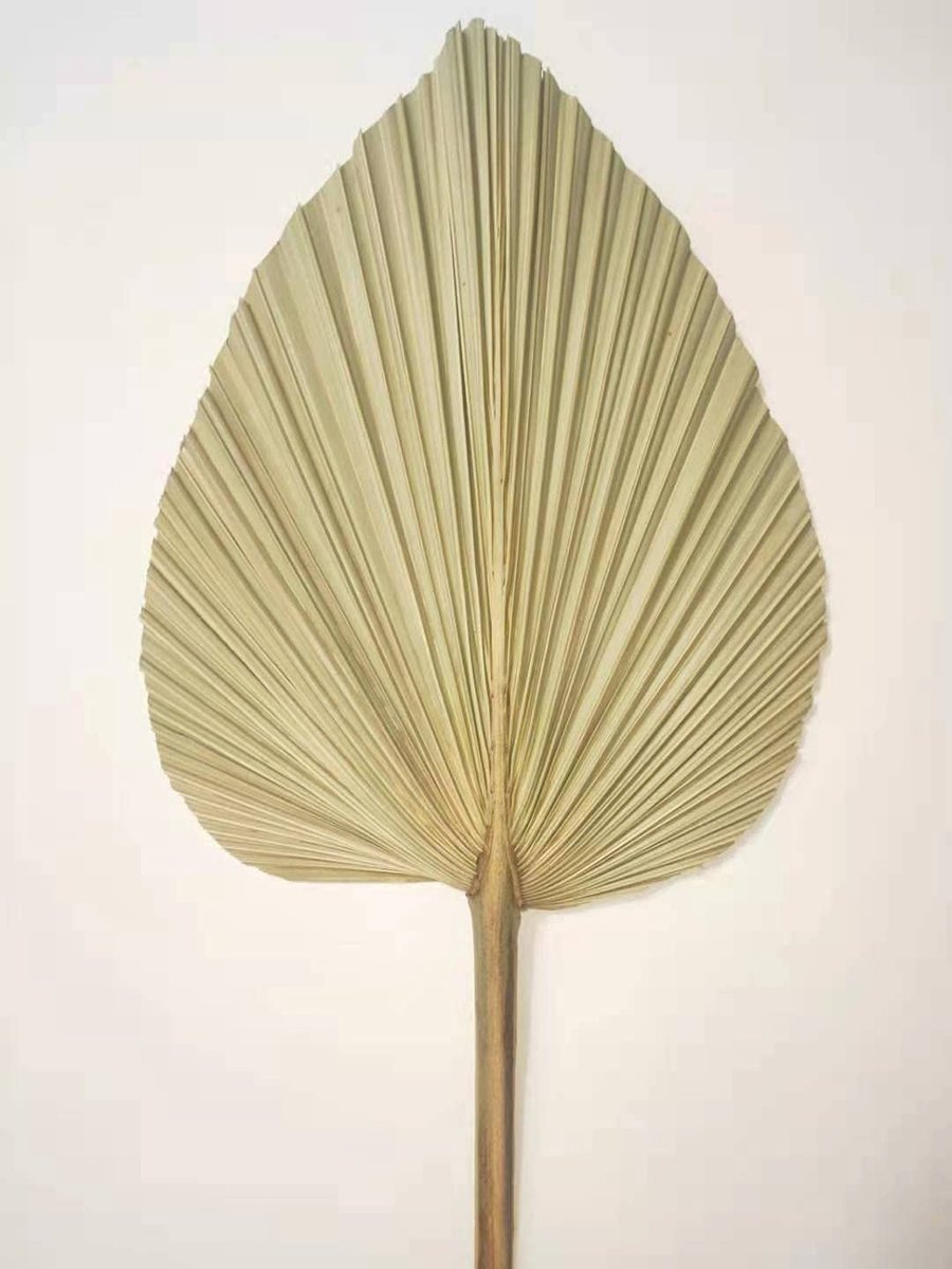 Solidchoice - Gedroogde Palmbladeren voor Wanddecoratie