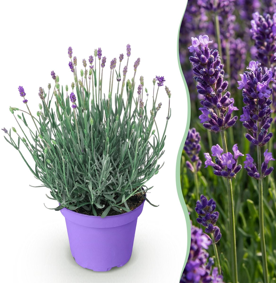 Plantenboetiek.nl | Lavandula angustifolia Munstead - Lavendel - Winterhard - Paars - Ø12cm - 20-25cm hoog - Tuinplant