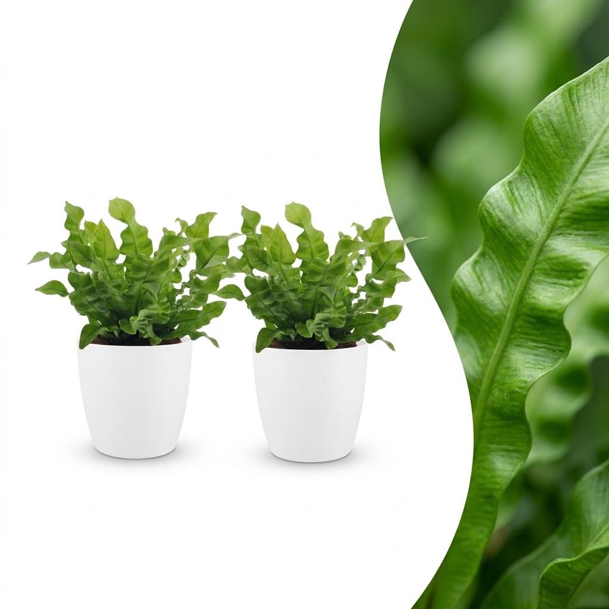 Plantenboetiek.nl | Asplenium Crispy Wave - Asplenium Crispy Wave - 2 Planten - met Potter Wit - Ø12cm - 30cm hoog