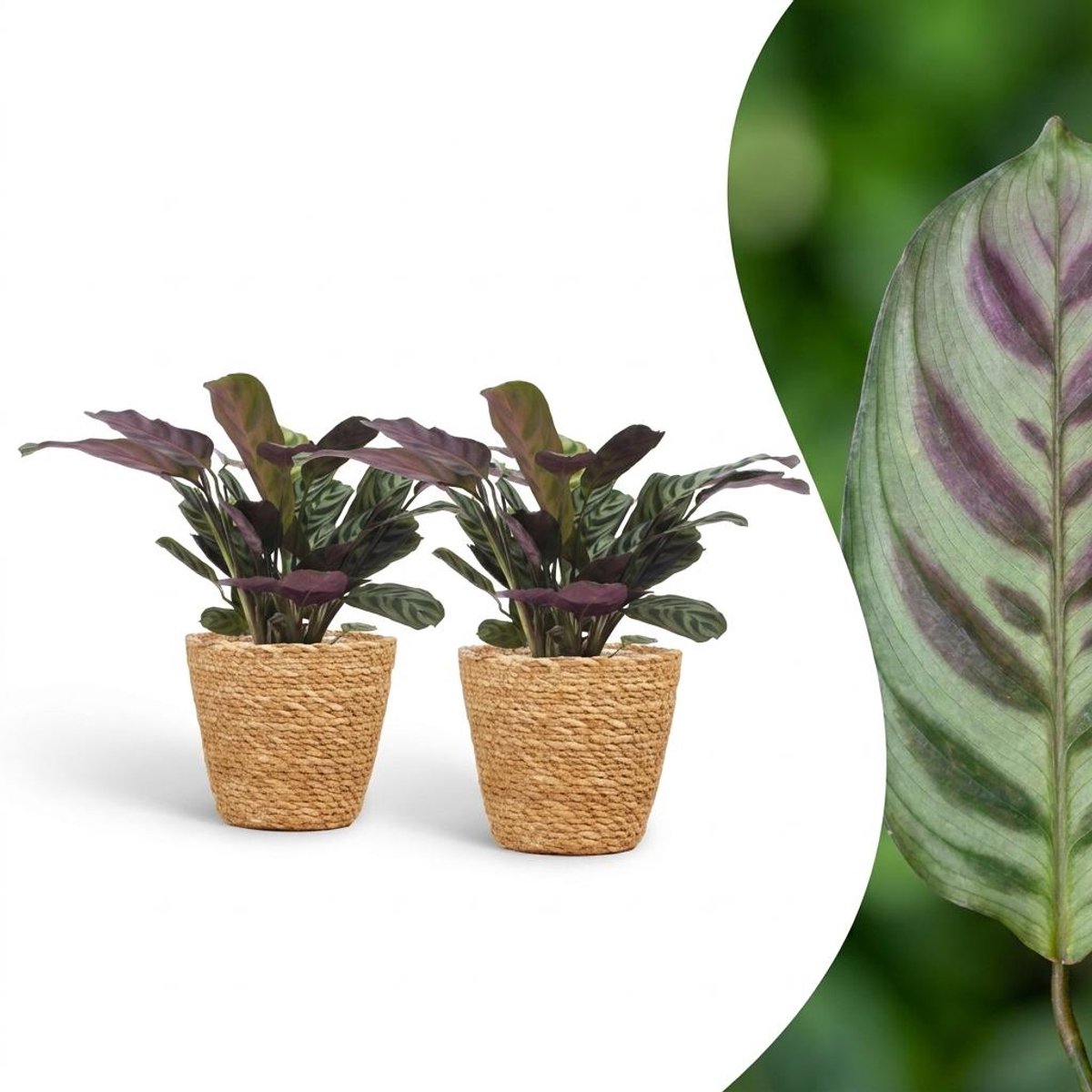 Plantenboetiek.nl | Ctenanthe Burle Marxii - Visgraatplant - 2 Planten - met Mand - Ø12cm - 30cm hoog