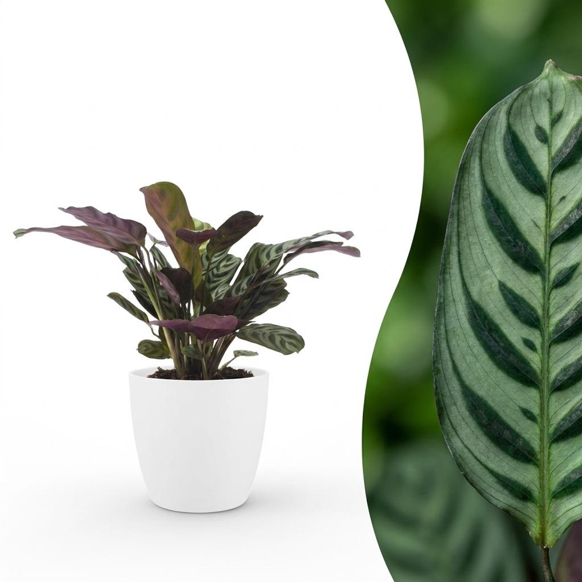 Plantenboetiek.nl | Ctenanthe Burle Marxii - Visgraatplant - met Potter Wit - Ø12cm - 30cm hoog
