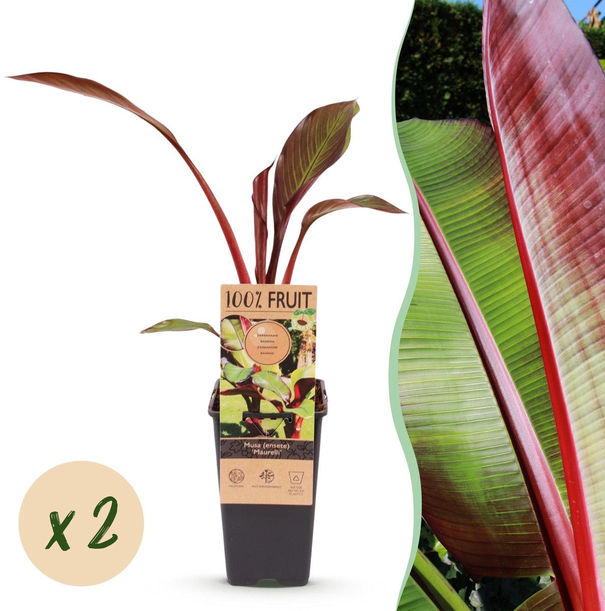 Plantenboetiek.nl | Musa ensete Maurelli - Bananenboom - Winterhard - Rood-Groen - 2 Planten - Ø15cm - 40-50cm hoog - Tuinplant