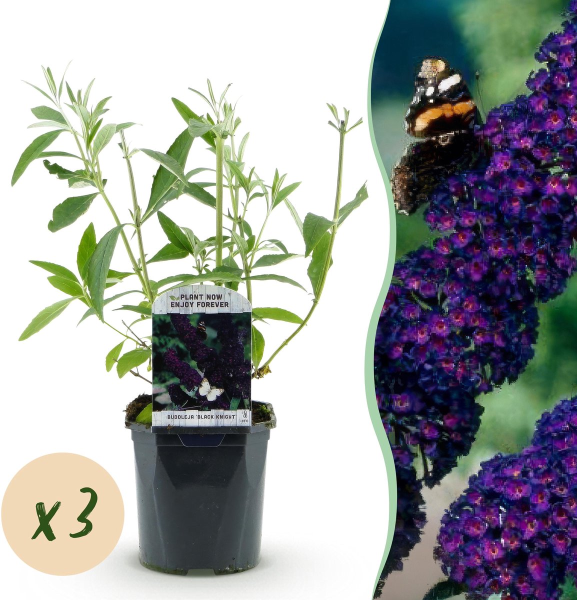 Plantenboetiek.nl | Buddleja davidii Black Night - Vlinderstruik - Winterhard - Paars - 3 Planten - Ø17cm - 35-45cm hoog - Tuinplant