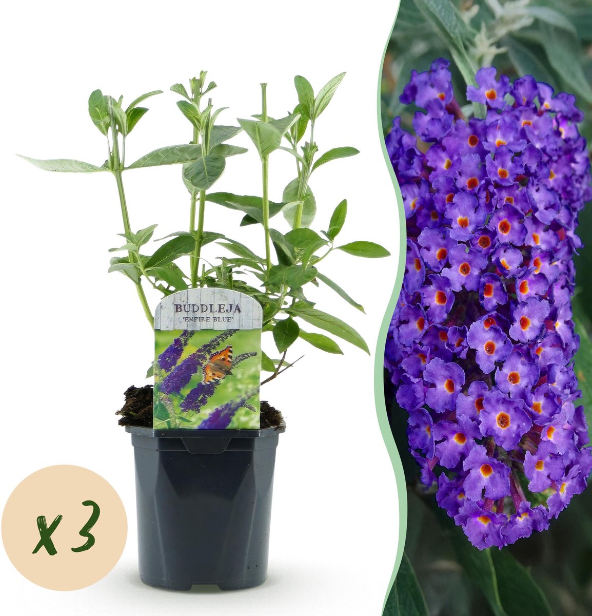 Plantenboetiek.nl | Buddleja davidii Empire Blue - Vlinderstruik - Winterhard - Blauw - 3 Planten - Ø17cm - 35-45cm hoog - Tuinplant