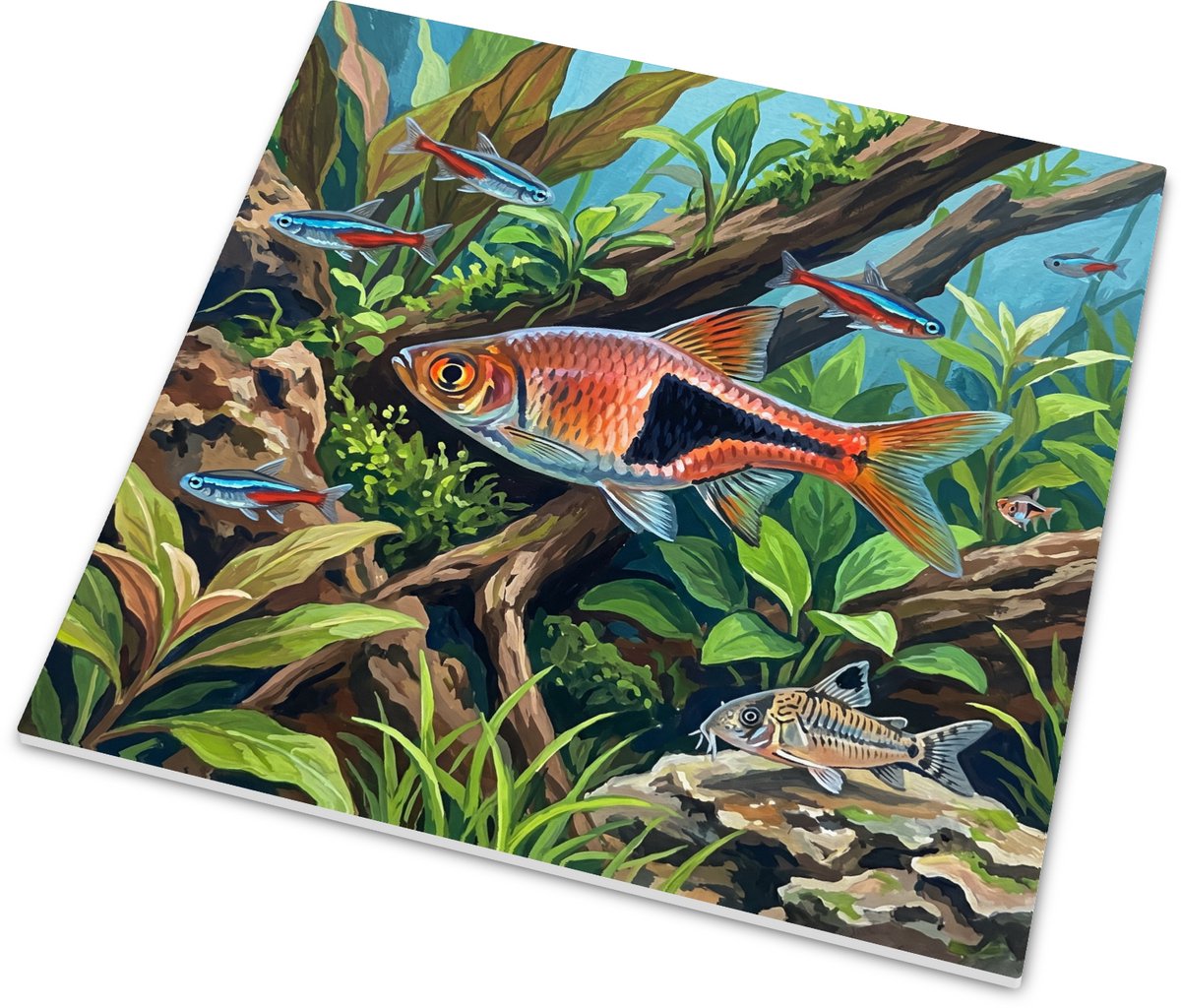 Tegeltje - Sumatraanse barbeel - Aquarium vissen - 15x15 cm
