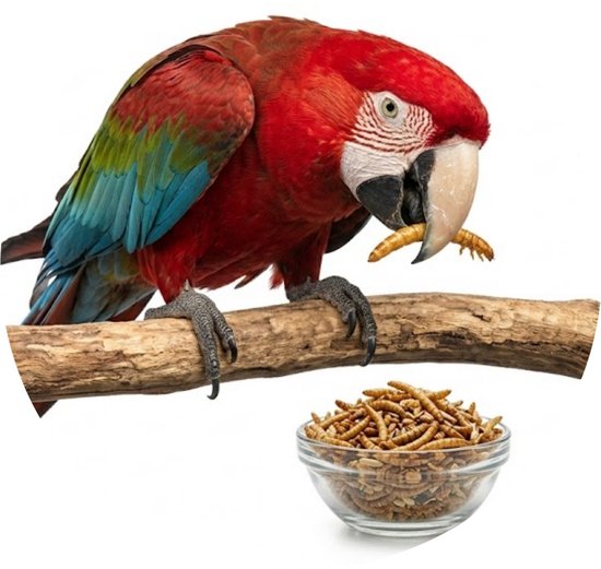 Een rode papegaai met blauwe vleugels zit op een tak en eet een worm, naast een kom vol vogelvoer.