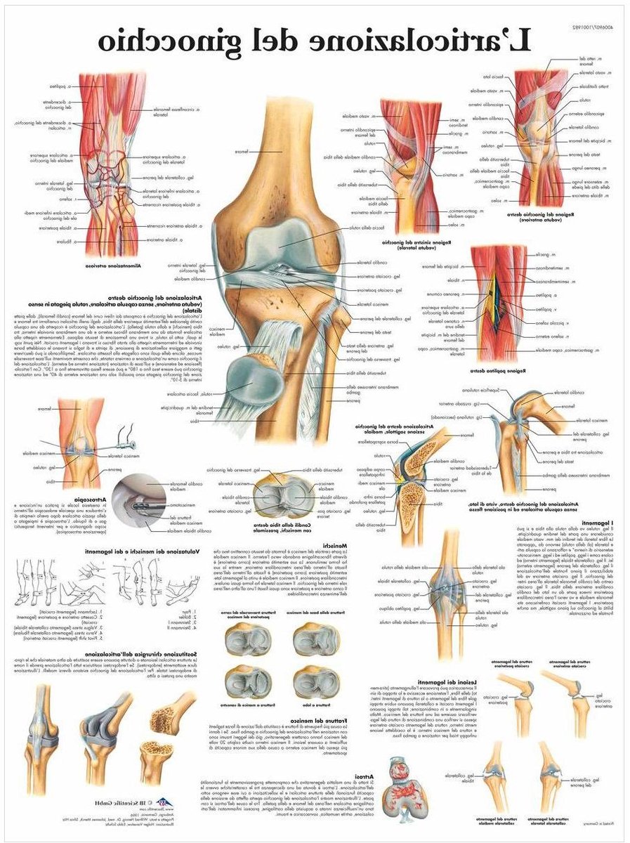 Kniegewricht Anatomisch Model - Skelet Model - Medische Educatie - Gedetailleerde Illustratie - 50 x 67 cm - Niet Van Toepassing