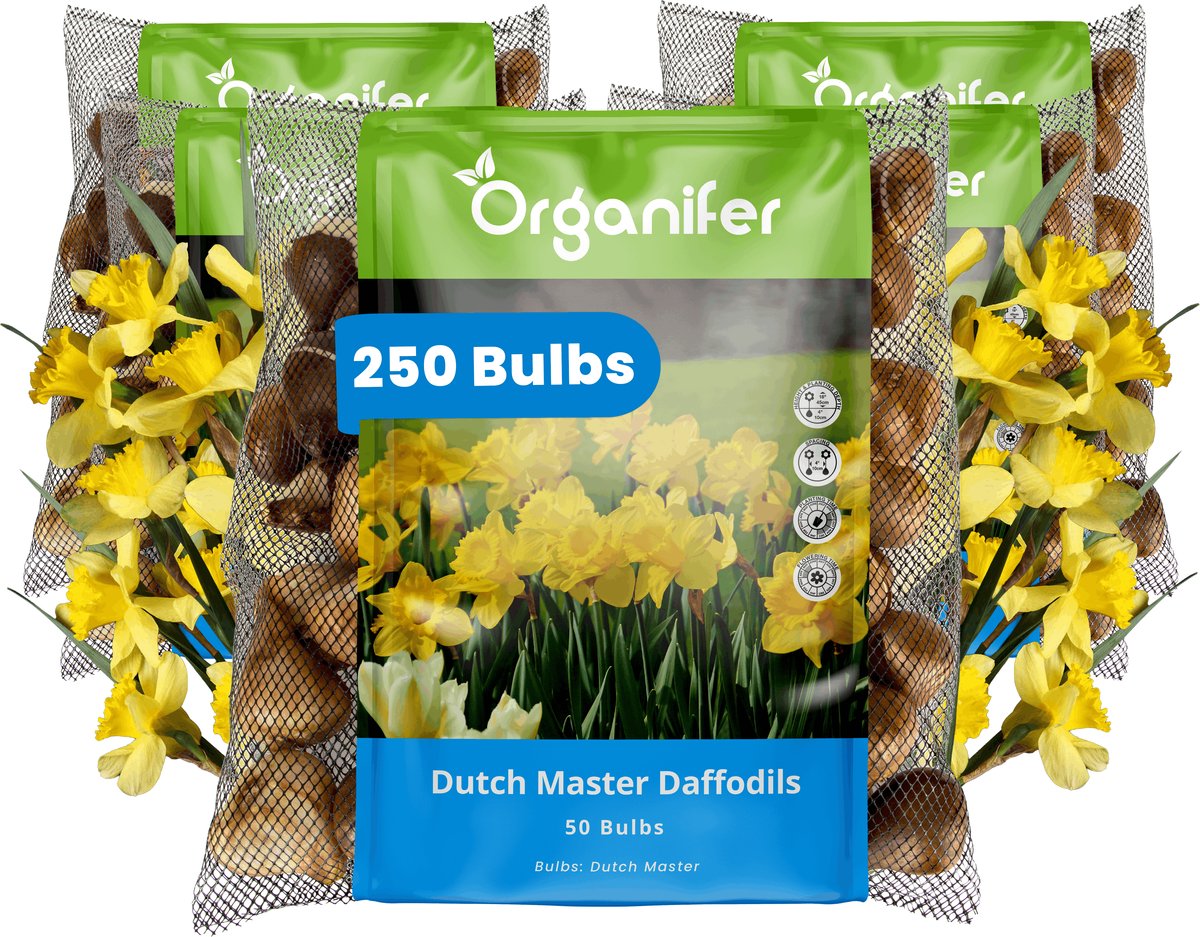 Narcissenbollen - 250 Bloembollen - Dutch Master - Goudgele Trompetbloemen - Organifer