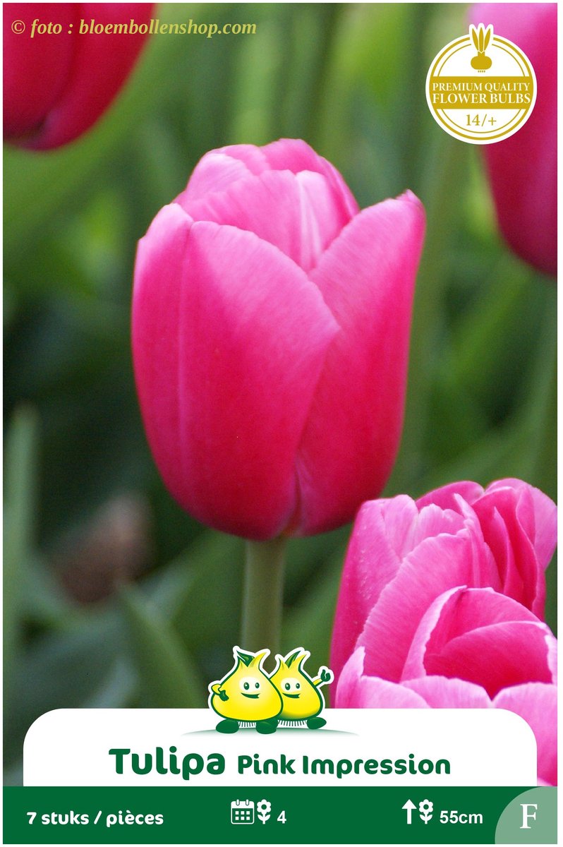 2 Zakjes Darwin Tulp Salmon Impression maat 12/+