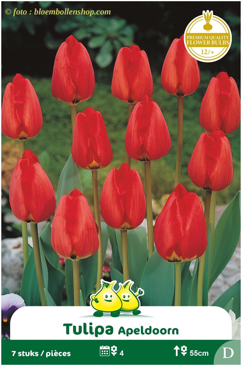 2 Zakjes Darwin Tulp Apeldoorn maat 12/+