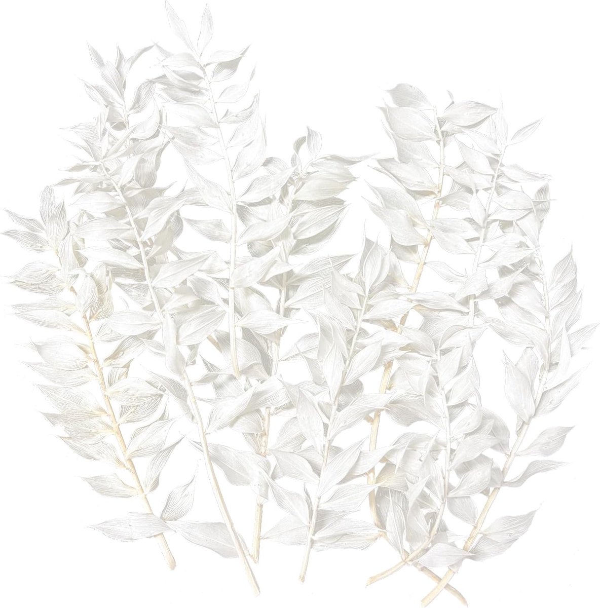 Dried Flowers Ruscus voor DIY Kunst, Resin, Scrapbooking, Sieraden, Bloemdecoraties en Cupcake Decoratie (Wit)