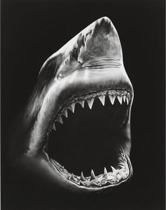 Peinture sur toile * Requin avec dents * - Art sur votre mur - Moderne - Zwart Wit - 50 x 70 cm