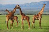 Placemat giraffe 3D 28 x 44 cm