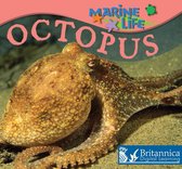 Marine Life - Octopus